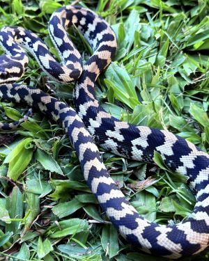 Het Axanthic pure jungle female