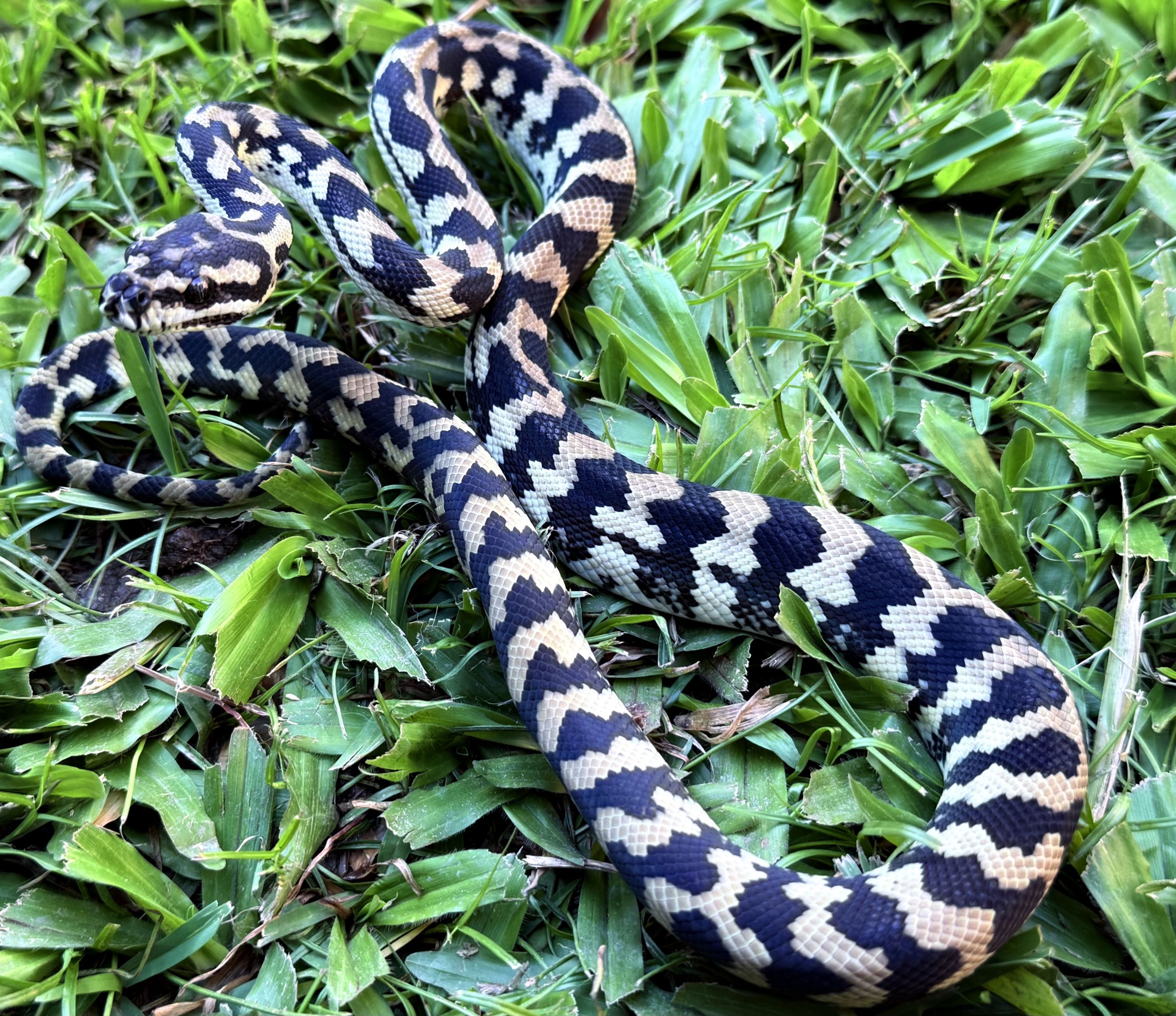 Het Axanthic pure jungle female