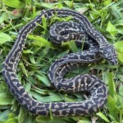 Het Snow zebra carpet python female