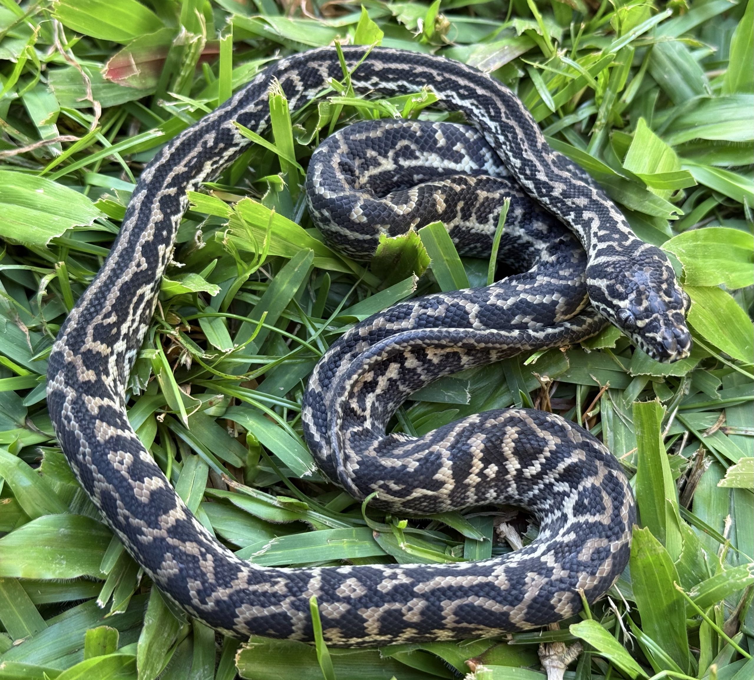 Het Snow zebra carpet python female