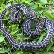 Het Snow zebra carpet python female