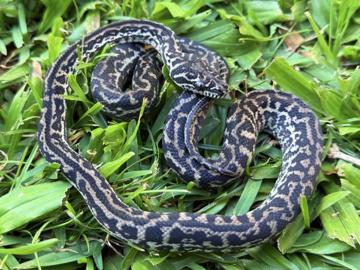 Het Snow zebra carpet python female - The Snake Pit