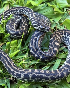 Het Snow zebra carpet python female