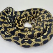 Het snow carpet Python female