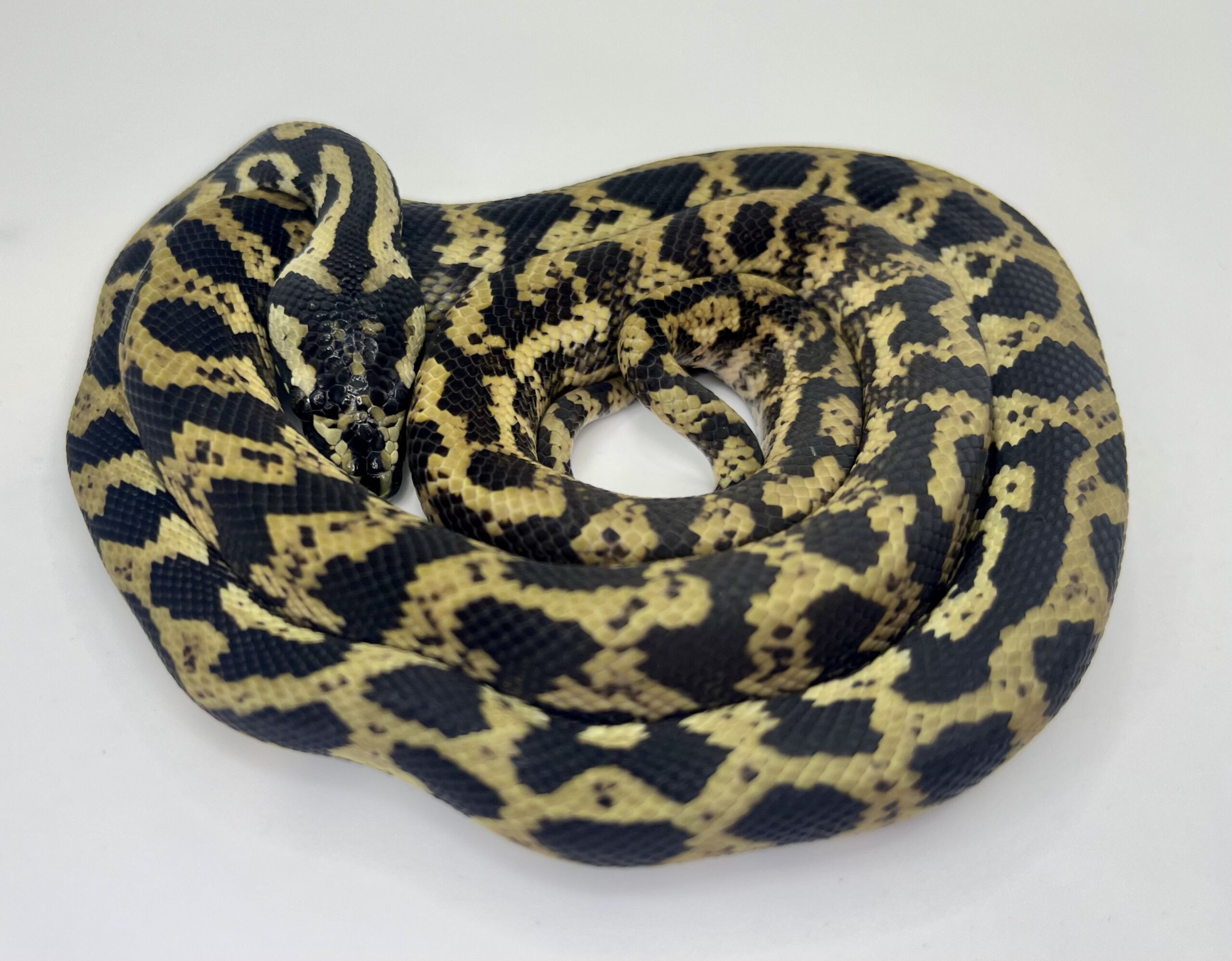 Het snow carpet Python female