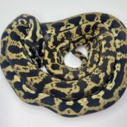 Het snow carpet Python female
