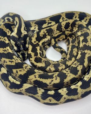 Het snow carpet Python