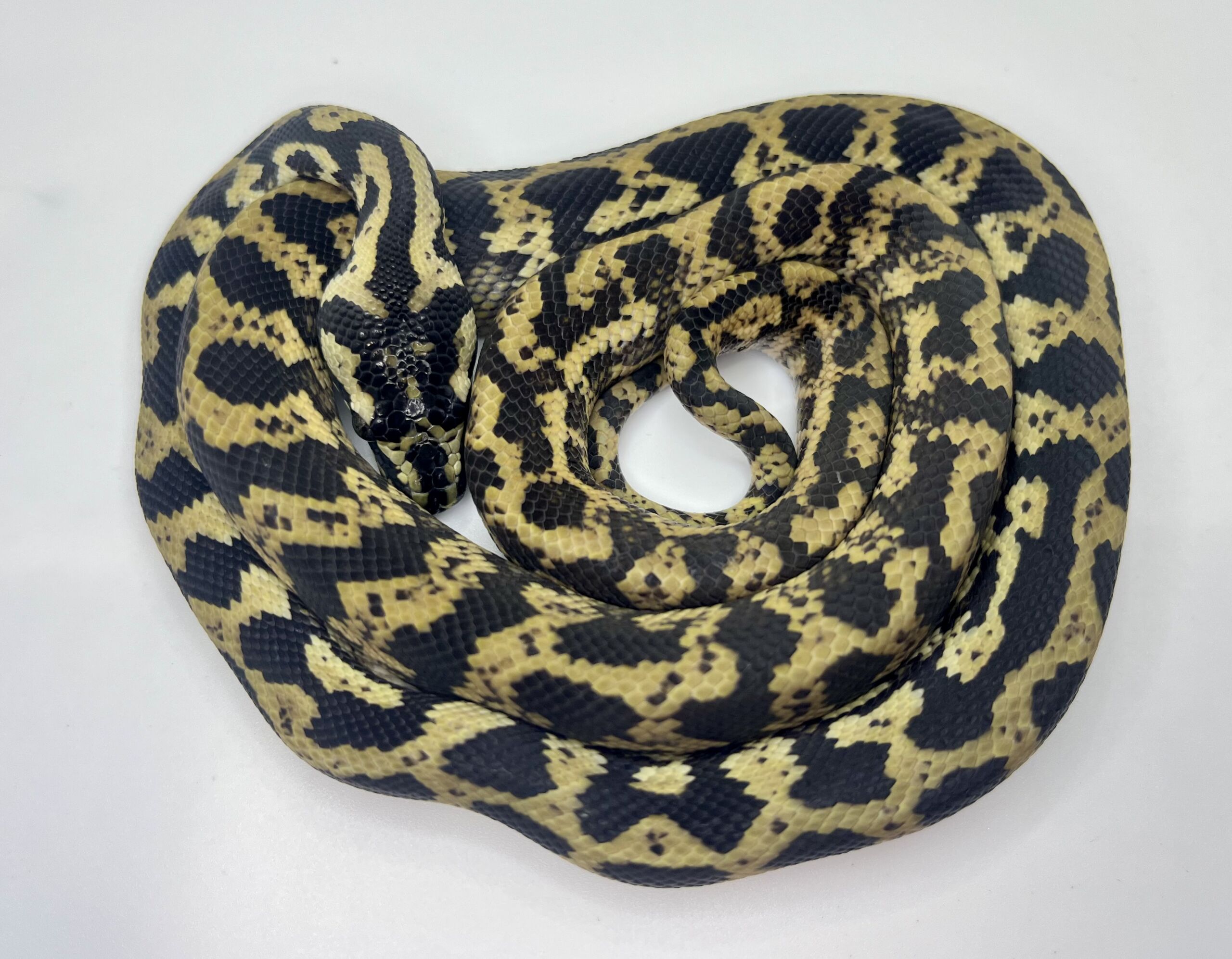 Het snow carpet Python female