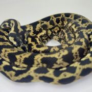 Het snow carpet Python female