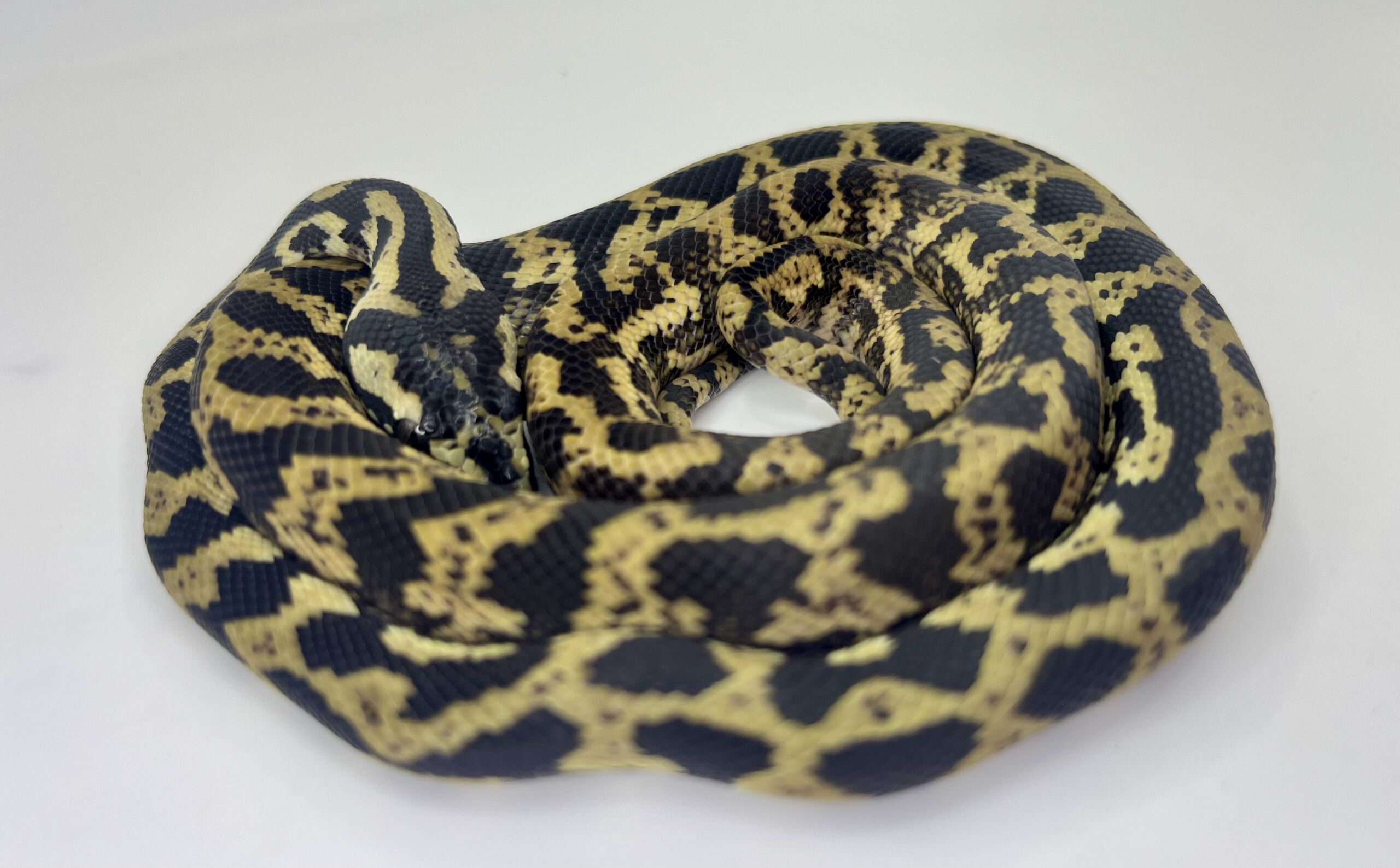 Het snow carpet Python female