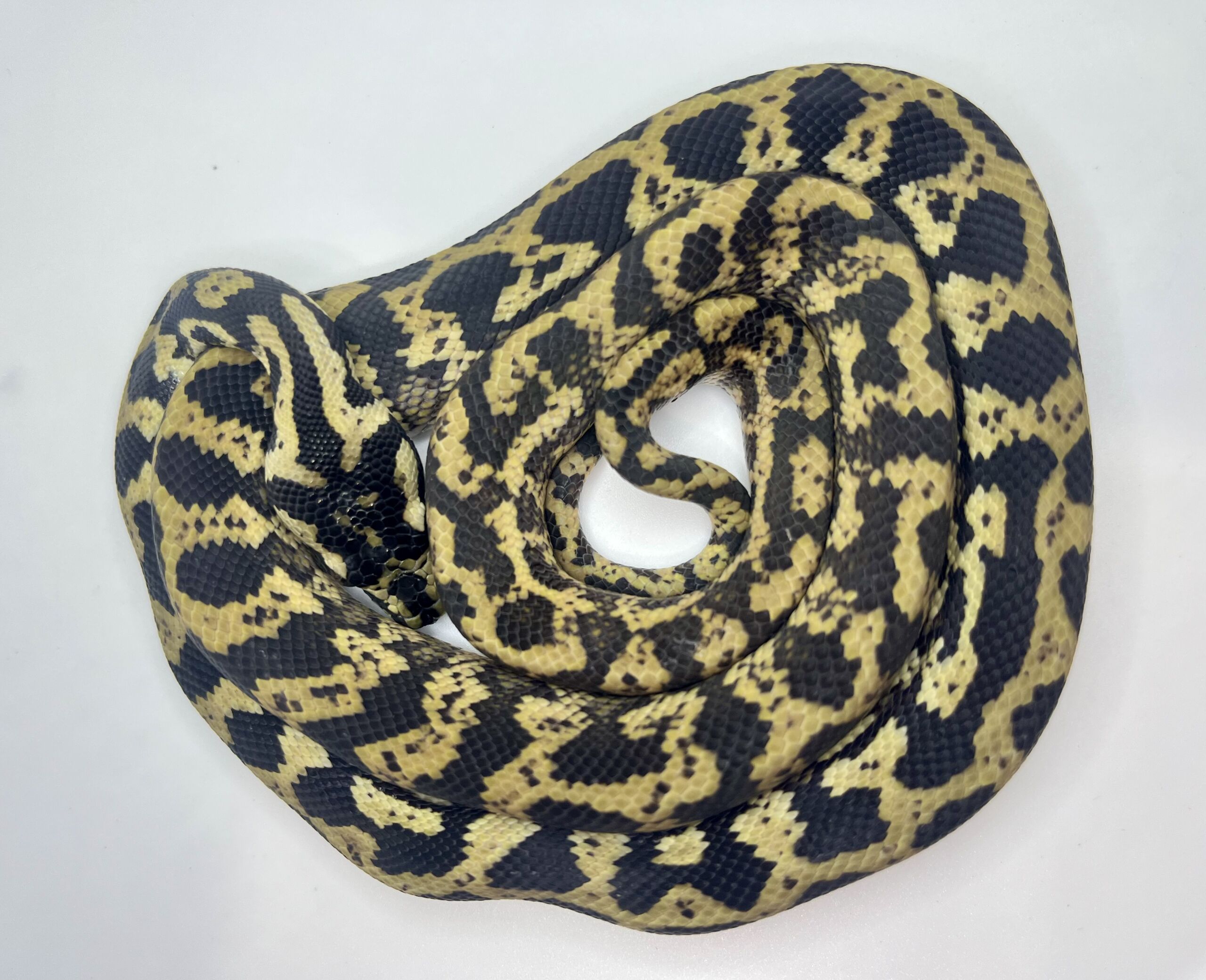 Het snow carpet Python female