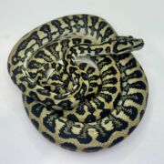 50% Diamond Jaguar Carpet Python female