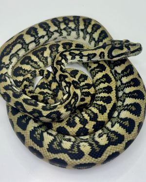 50% Diamond Jaguar Carpet Python