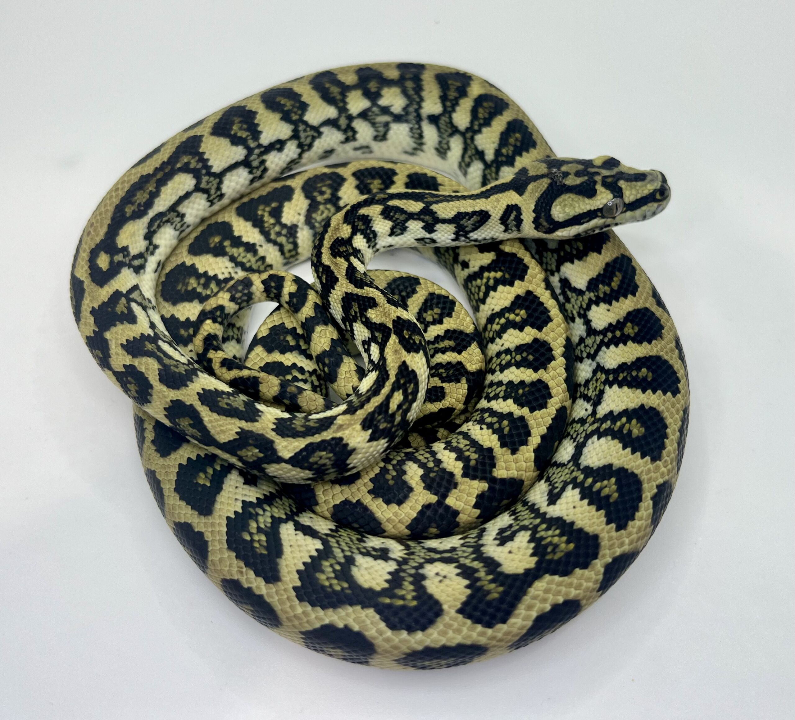 50% Diamond Jaguar Carpet Python female