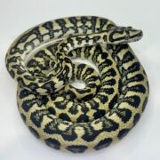 50% Diamond Jaguar Carpet Python female