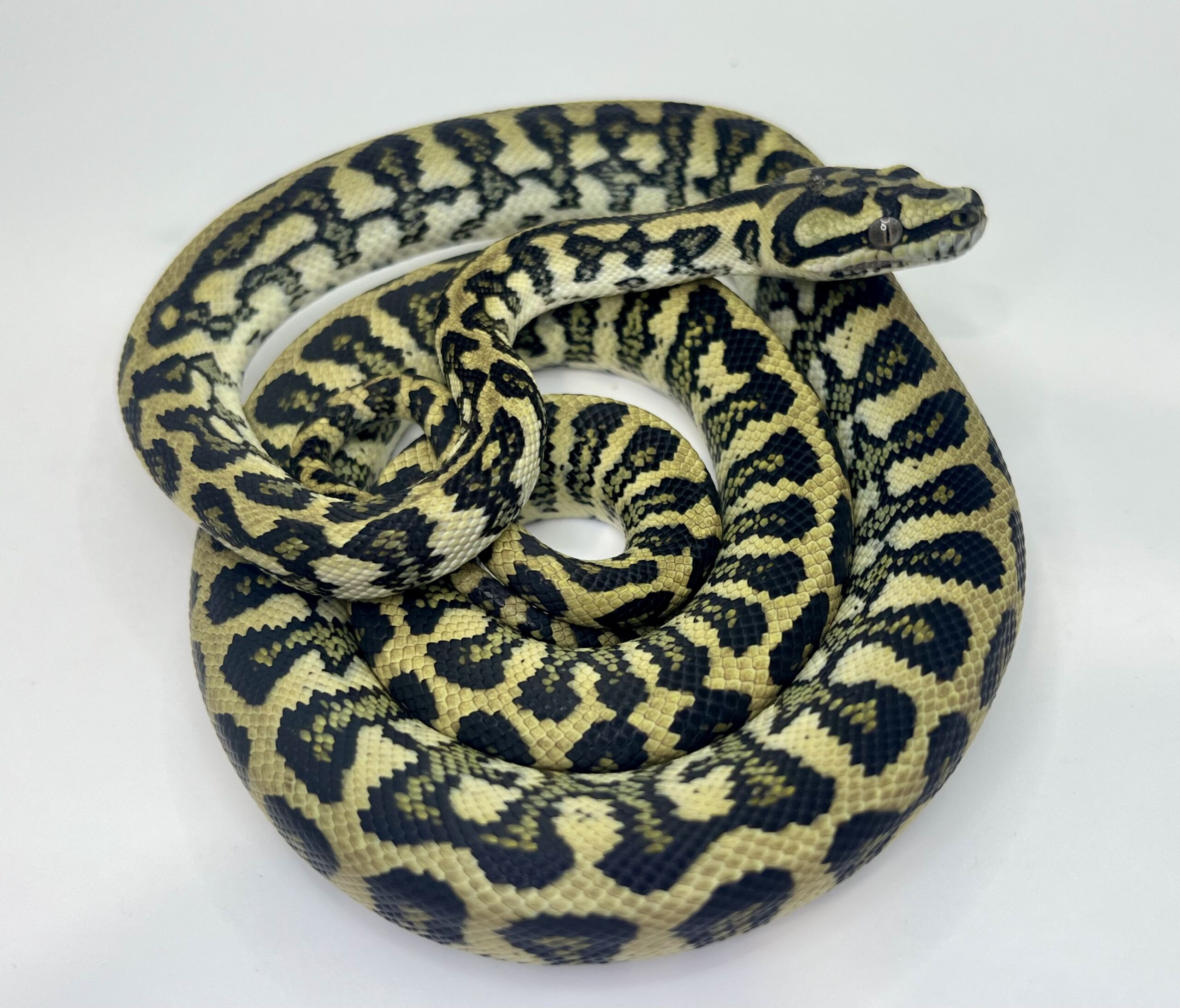 50% Diamond Jaguar Carpet Python female