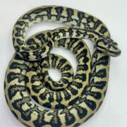 50% Diamond Jaguar Carpet Python female