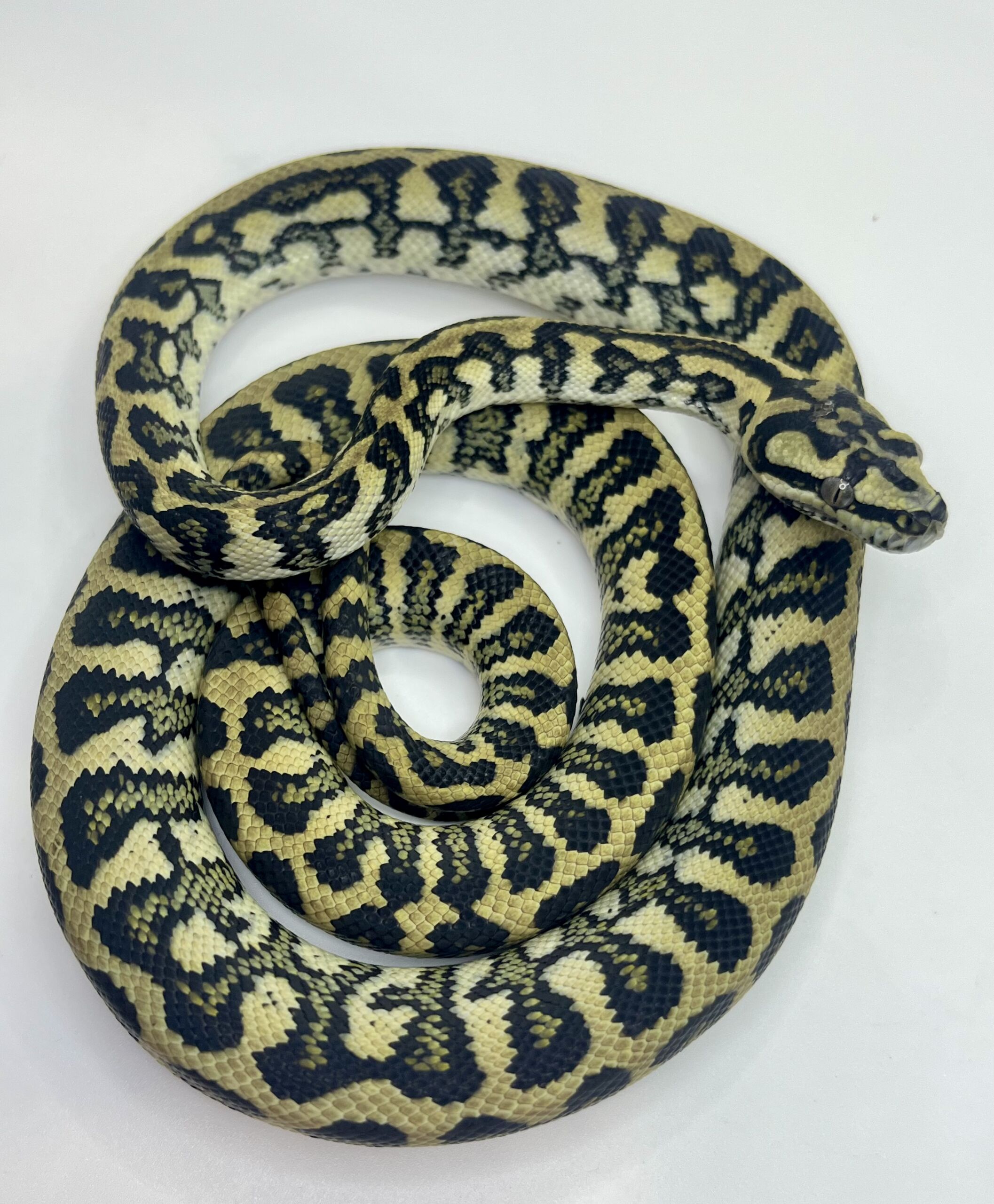 50% Diamond Jaguar Carpet Python female