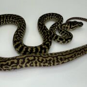 Het snow zebra carpet Python