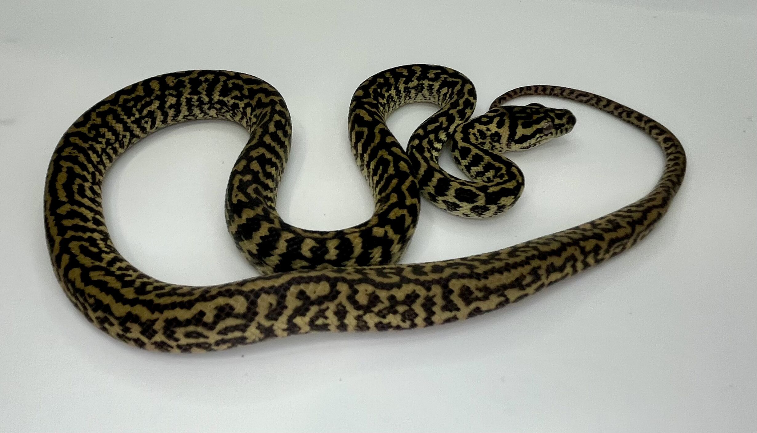 Het snow zebra carpet Python