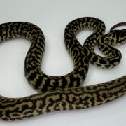 Het snow zebra carpet Python