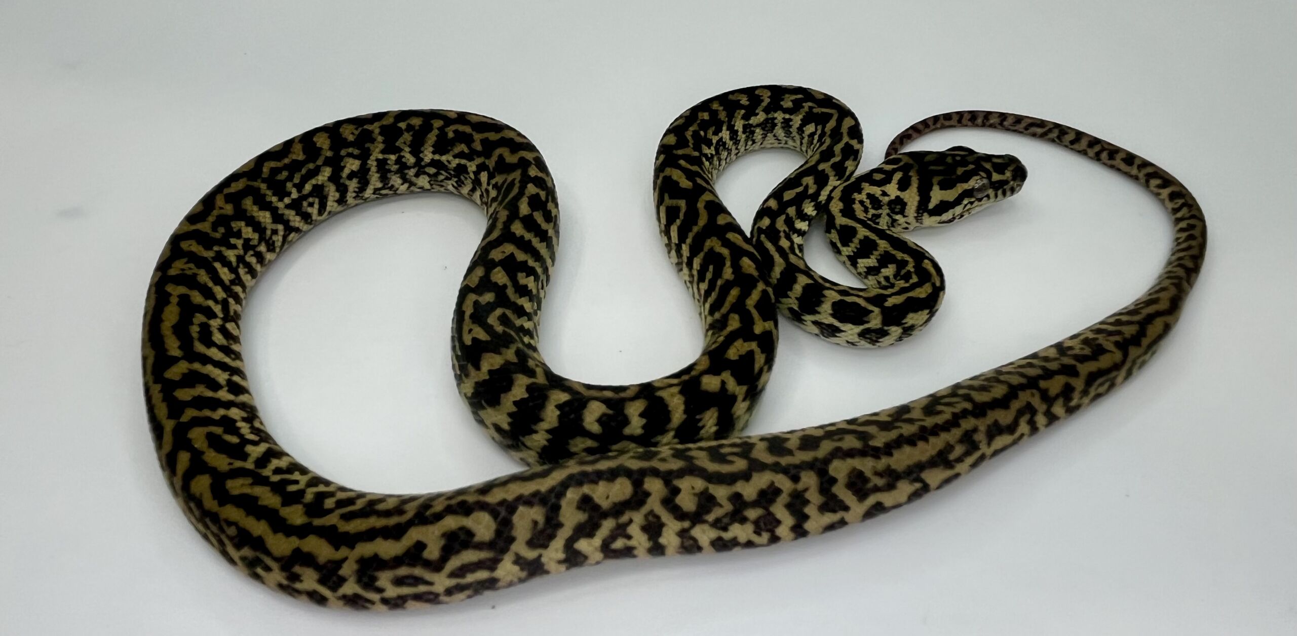 Het snow zebra carpet Python