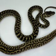 Het snow zebra carpet Python