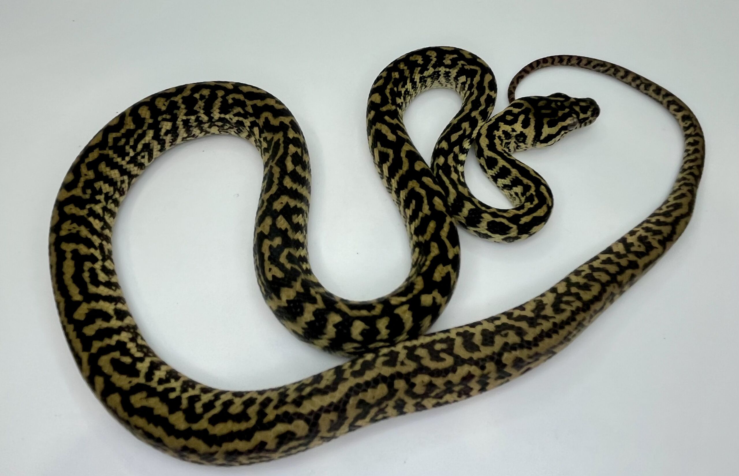 Het snow zebra carpet Python