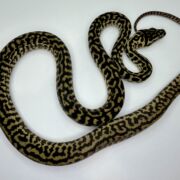 Het snow zebra carpet Python