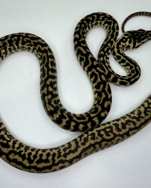 Het snow zebra carpet Python