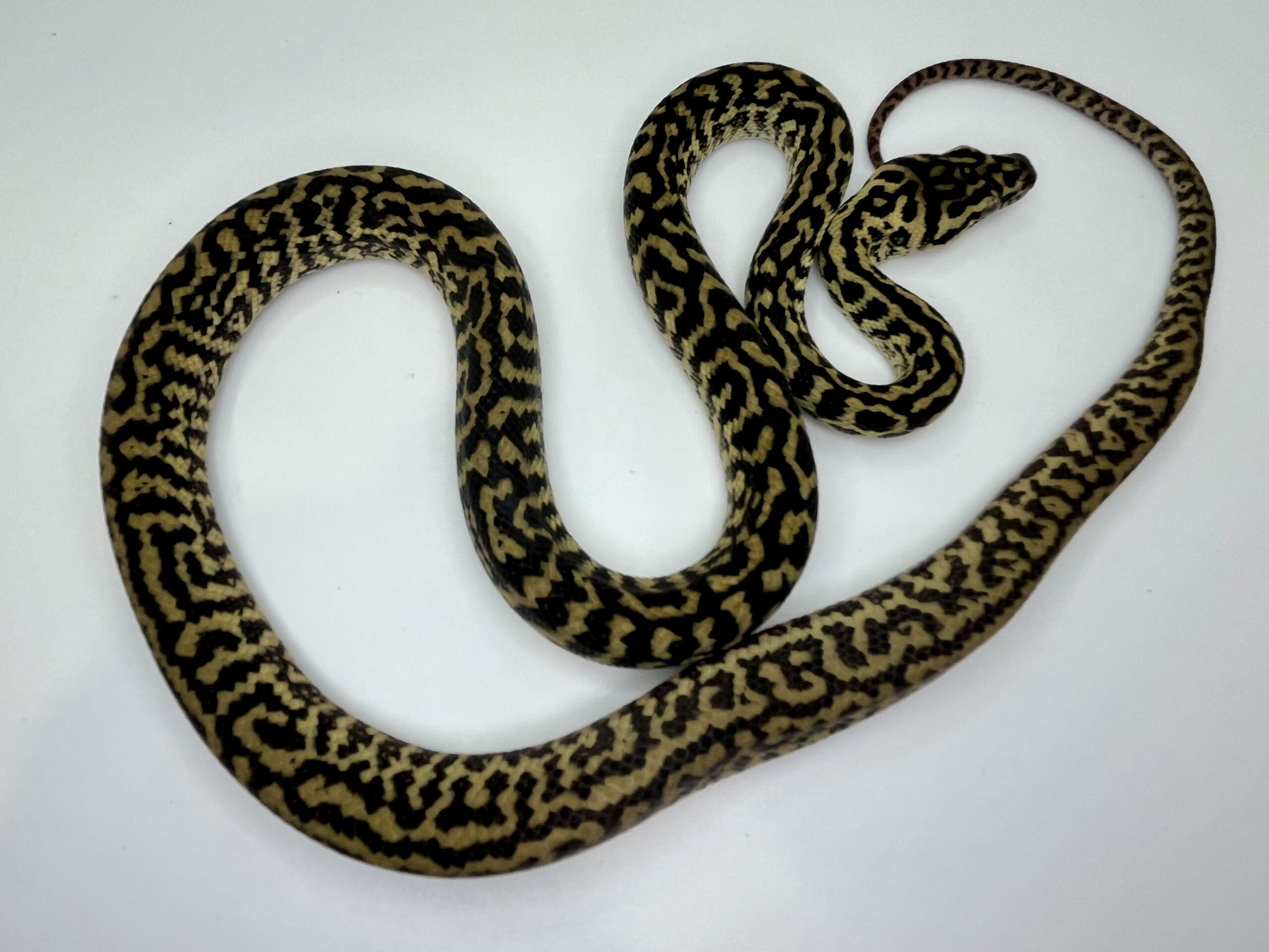 Het snow zebra carpet Python