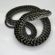 Axanthic het Albino zebra carpet Python female