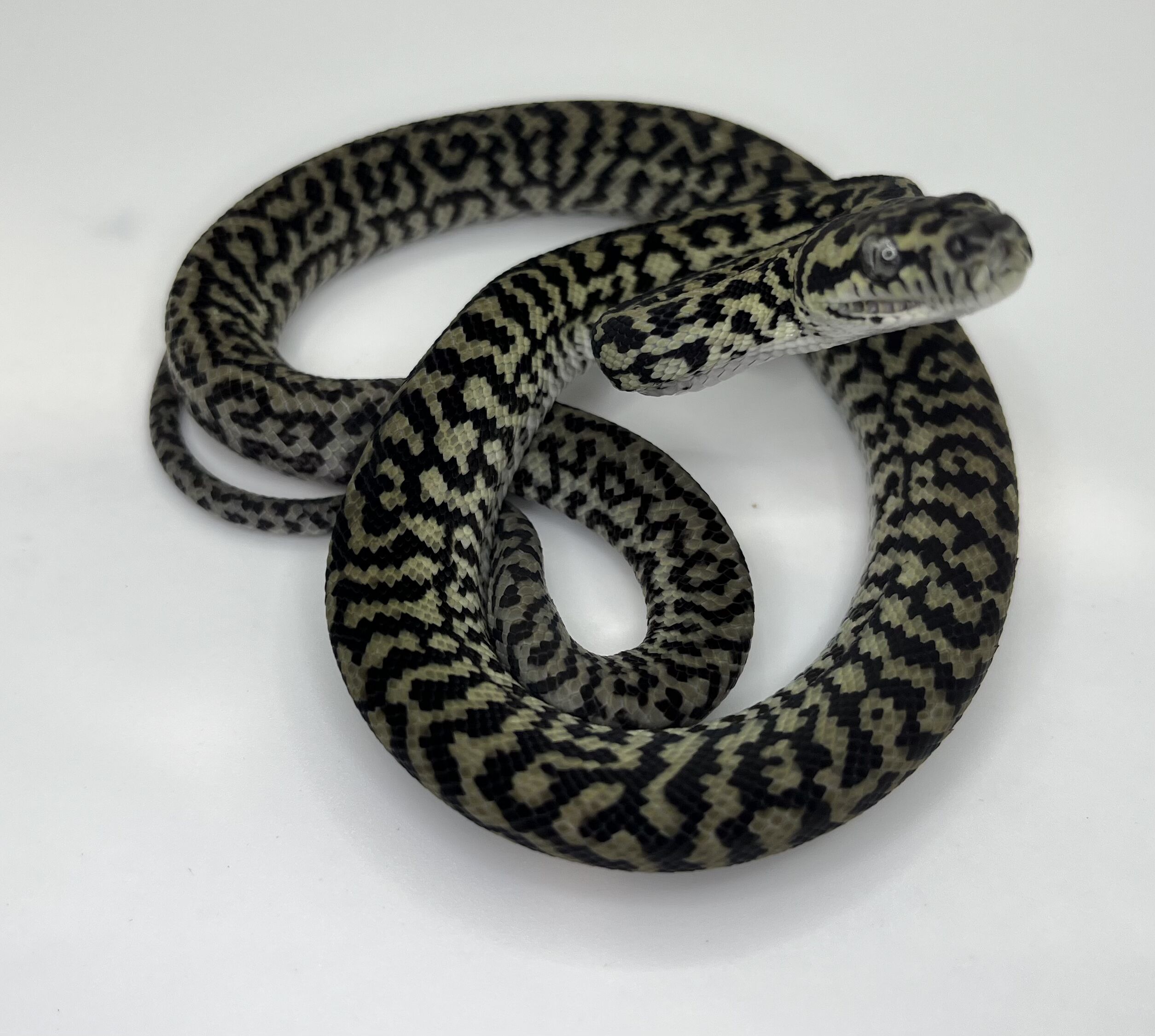 Axanthic het Albino zebra carpet Python female