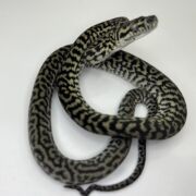 Axanthic het Albino zebra carpet Python female