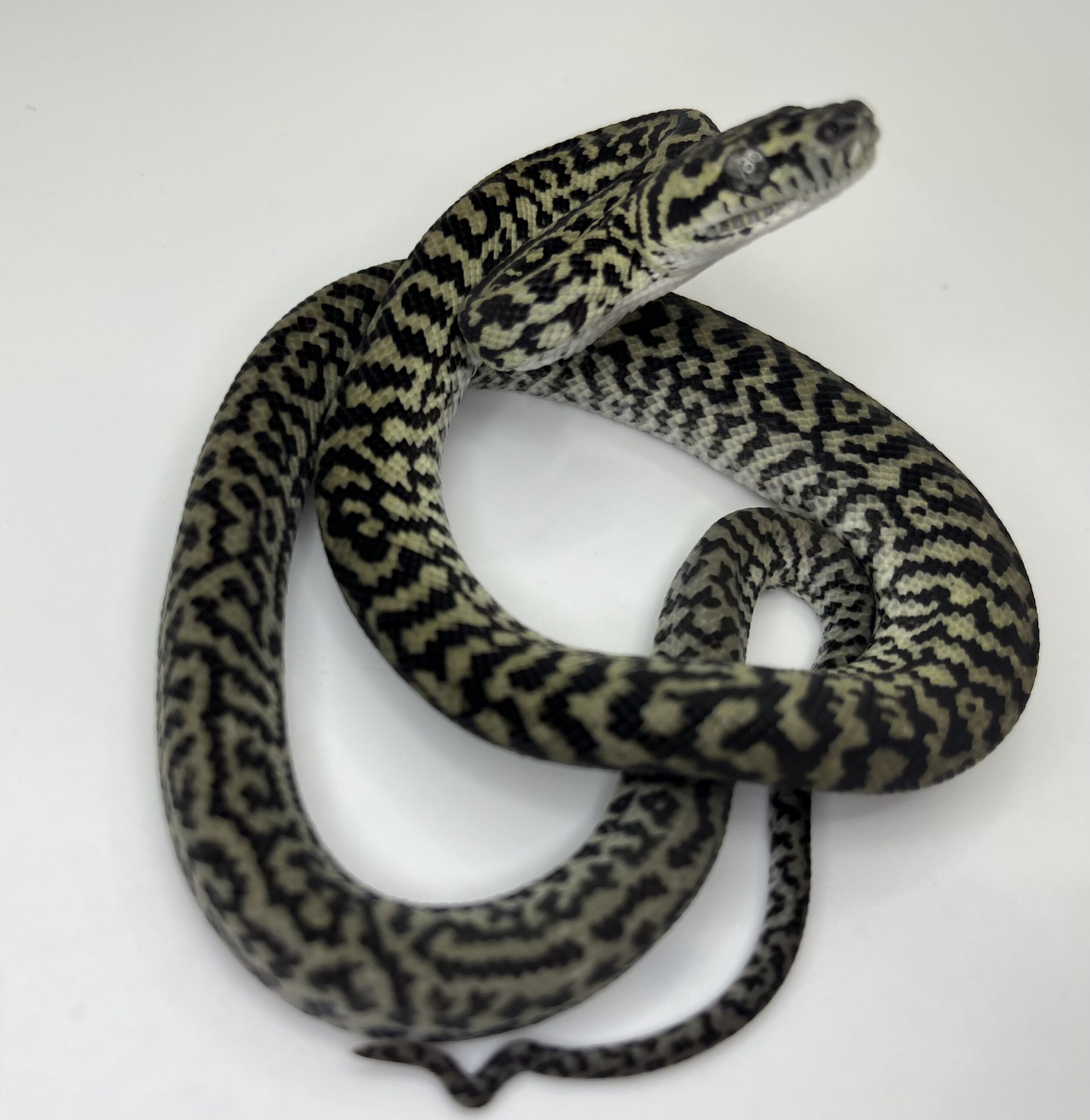 Axanthic het Albino zebra carpet Python female