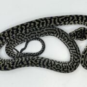 Axanthic het Albino zebra carpet Python female