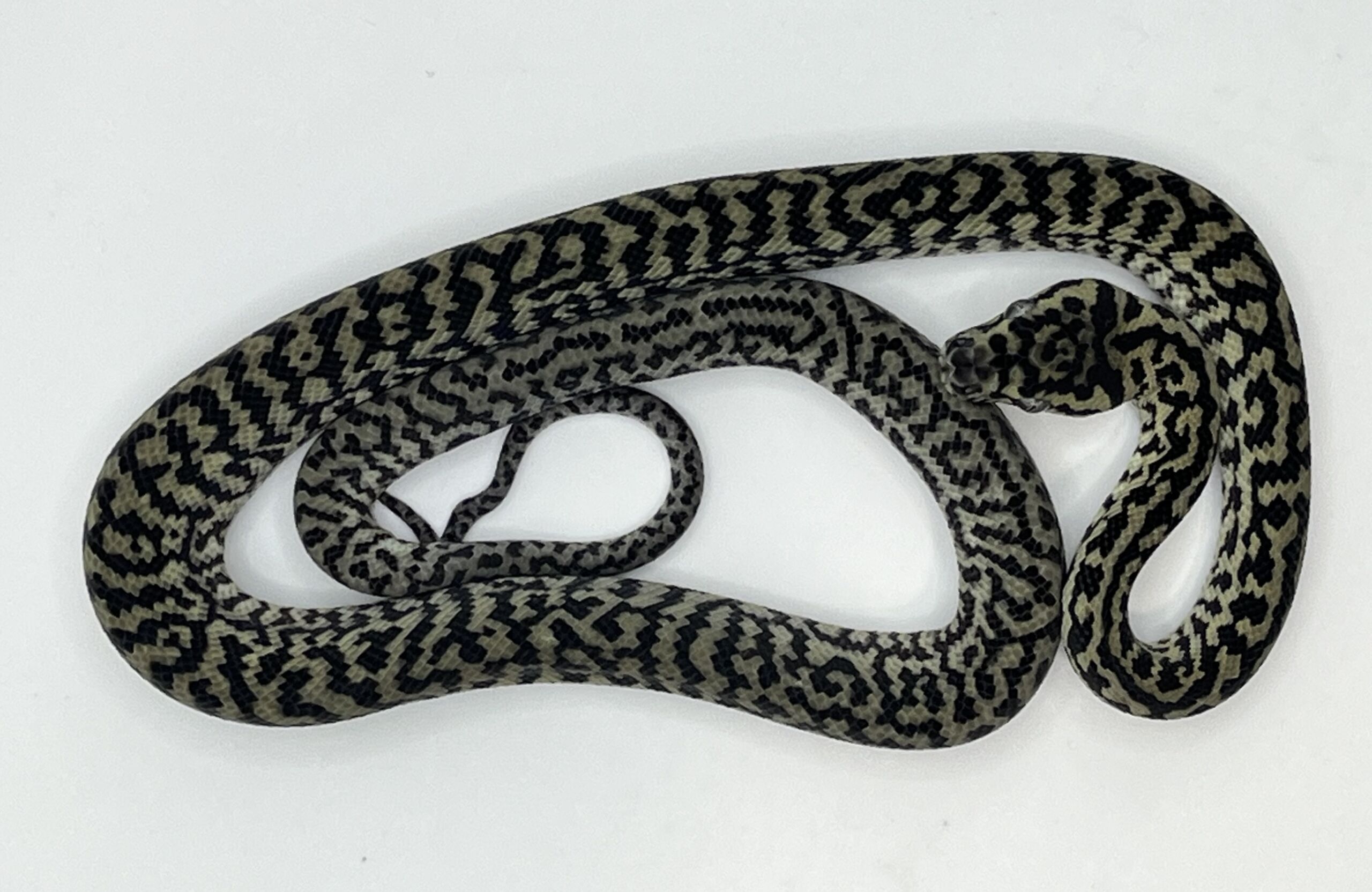 Axanthic het Albino zebra carpet Python female