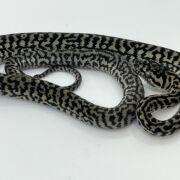 Axanthic het Albino zebra carpet Python female