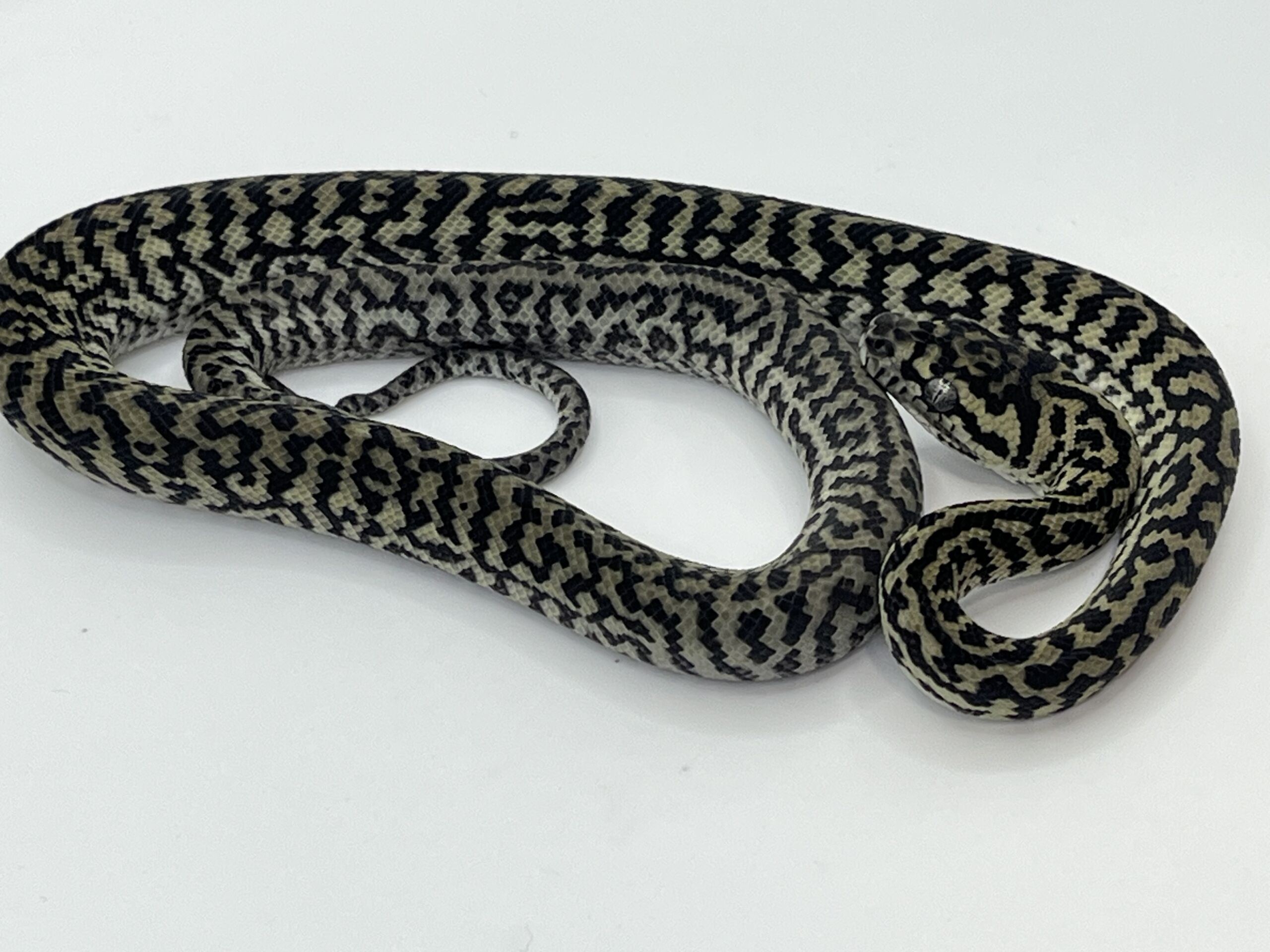 Axanthic het Albino zebra carpet Python female