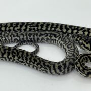 Axanthic het Albino zebra carpet Python female