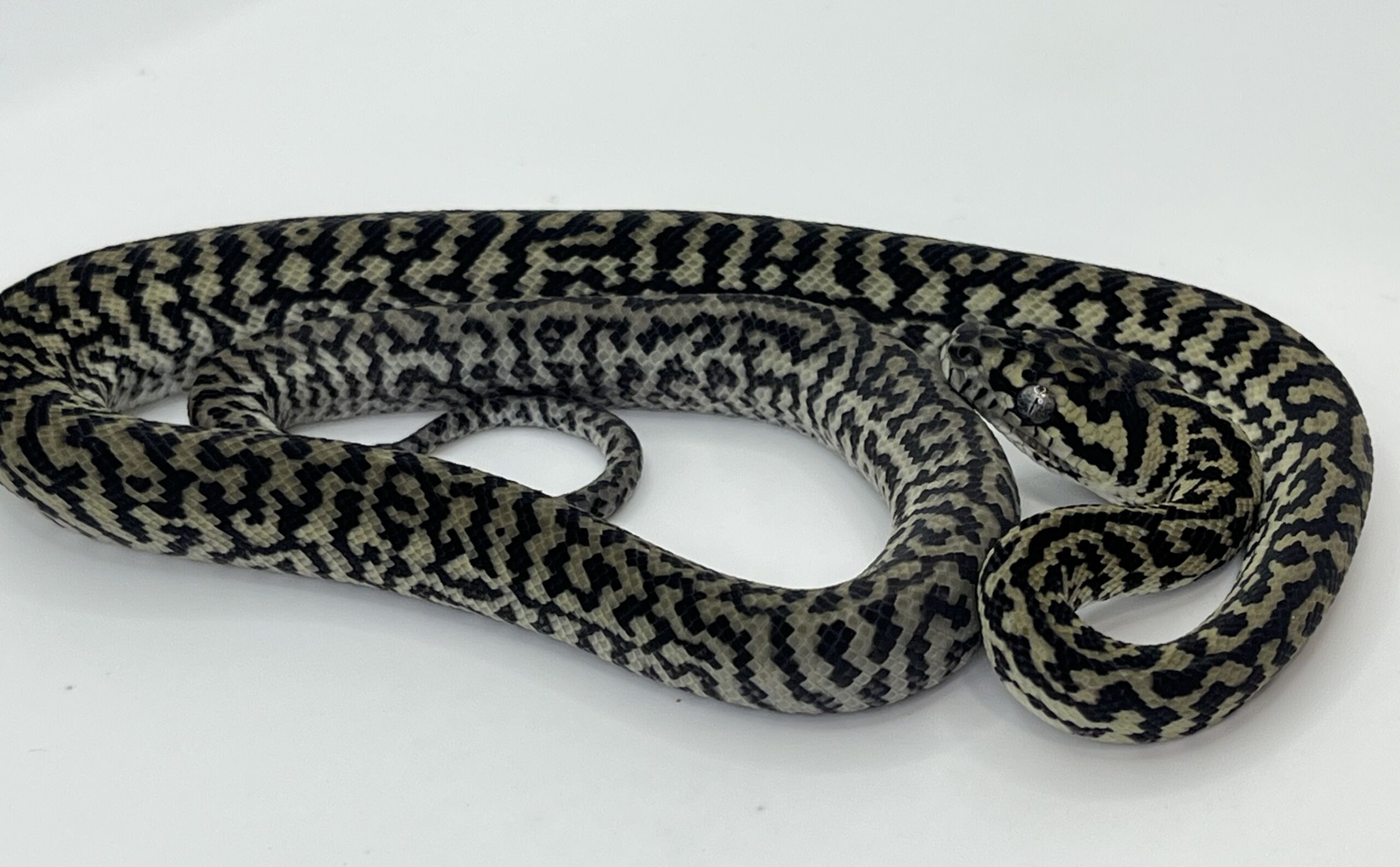 Axanthic het Albino zebra carpet Python female