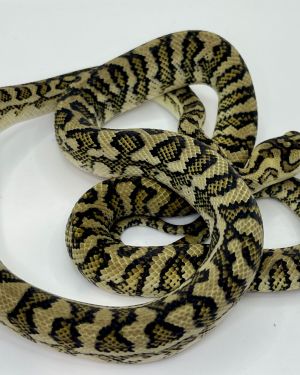 50% Diamond caramel Jaguar Carpet Python
