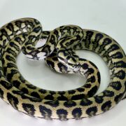 50% Diamond Jaguar Carpet Python female