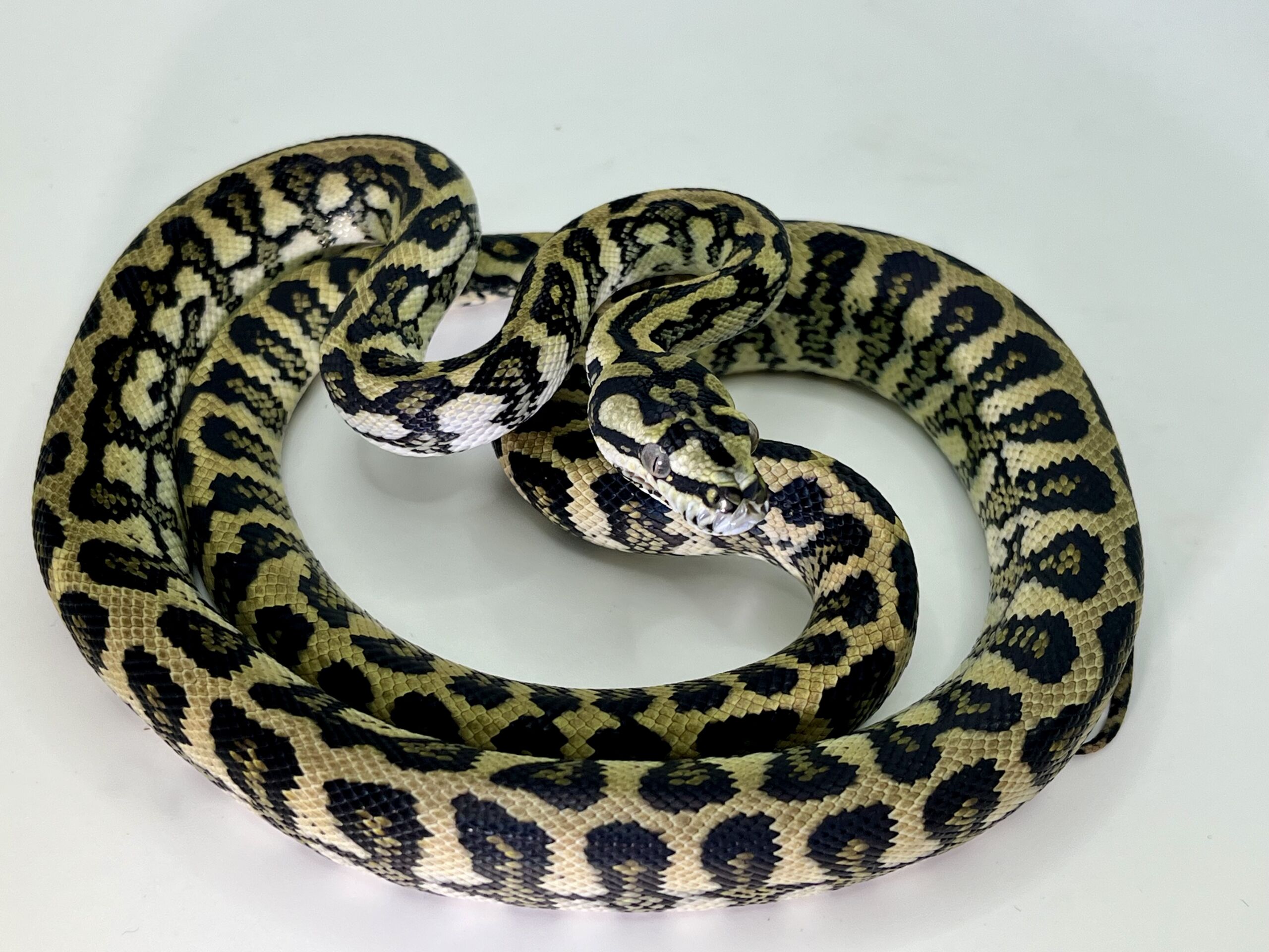 50% Diamond Jaguar Carpet Python female