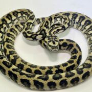 50% Diamond Jaguar Carpet Python female