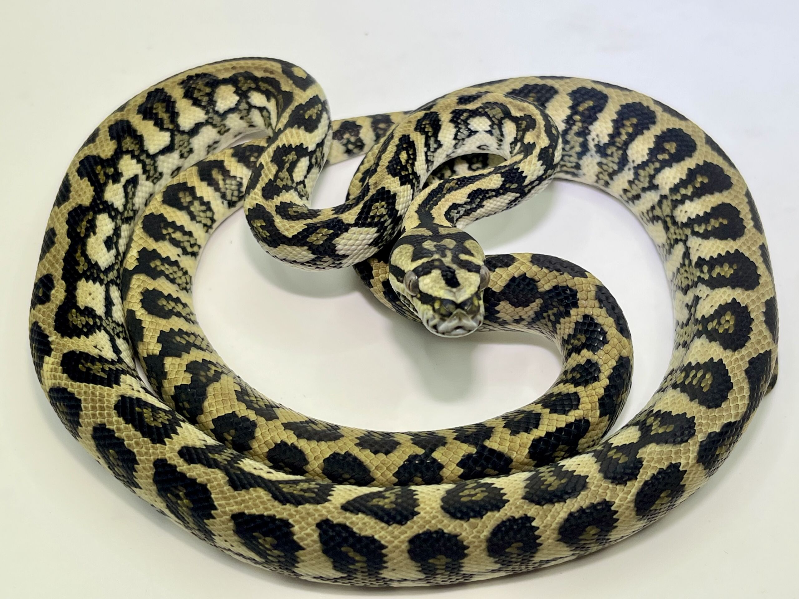 50% Diamond Jaguar Carpet Python female