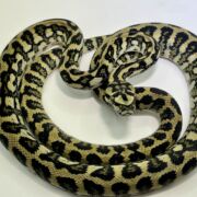 50% Diamond Jaguar Carpet Python female