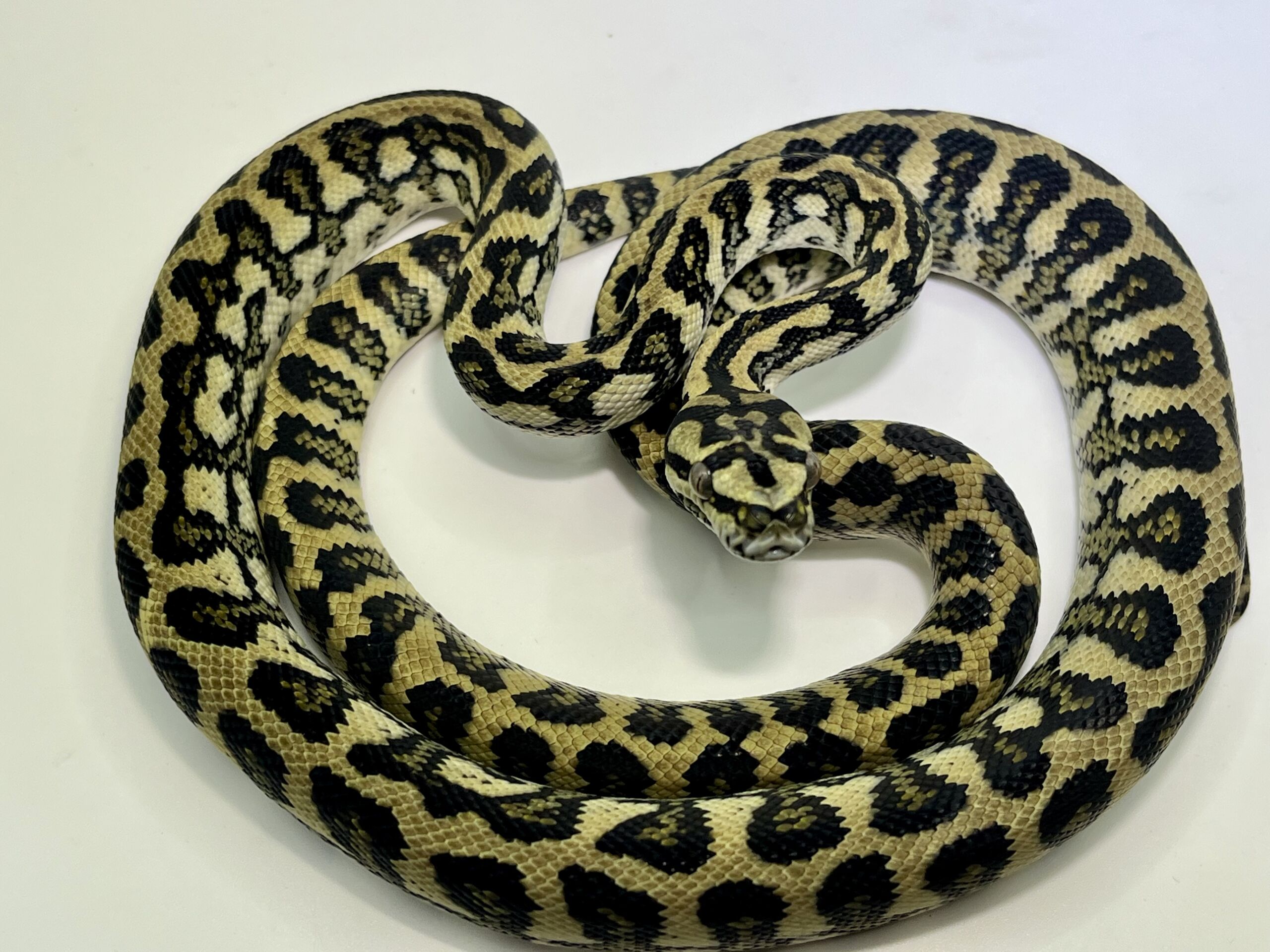 50% Diamond Jaguar Carpet Python female