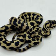 Het Axanthic RP pure jungle carpet python female