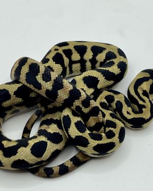 Het Axanthic RP pure jungle carpet python